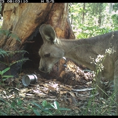 Macropus giganteus (Eastern Grey Kangaroo) at Pillar Valley, NSW - 23 Oct 2024 by JoelStibbardBCT