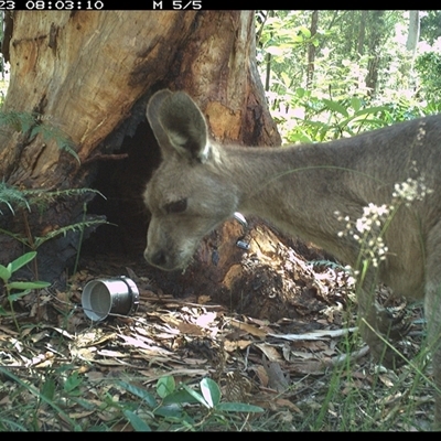 Macropus giganteus (Eastern Grey Kangaroo) at Pillar Valley, NSW - 23 Oct 2024 by JoelStibbardBCT