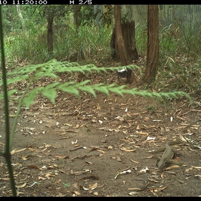 Varanus gouldii (Sand Goanna) at Pillar Valley, NSW - 10 Dec 2024 by Jago4444