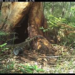 Varanus varius (Lace Monitor) at Pillar Valley, NSW - 23 Oct 2024 by JoelStibbardBCT