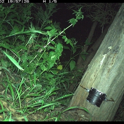 Unverified Mammal at The Whiteman, NSW - 2 Dec 2024 by geoffcrispin