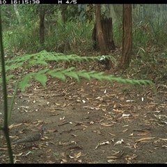 Geopelia humeralis (Bar-shouldered Dove) at Pillar Valley, NSW - 10 Dec 2024 by Jago4444