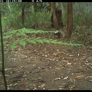 Geopelia humeralis (Bar-shouldered Dove) at Pillar Valley, NSW - 10 Dec 2024 by Jago4444