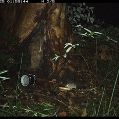 Rattus rattus at Pillar Valley, NSW - 25 Oct 2024 by JoelStibbardBCT