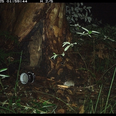 Rattus rattus at Pillar Valley, NSW - 25 Oct 2024 by JoelStibbardBCT
