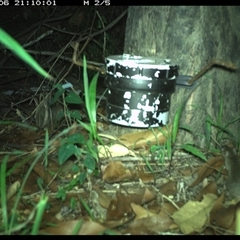 Muridae (family) at The Whiteman, NSW - 6 Jan 2025 by geoffcrispin