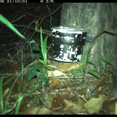 Muridae (family) at The Whiteman, NSW - 6 Jan 2025 by geoffcrispin