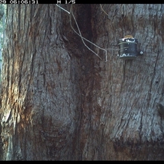 Cormobates leucophaea (White-throated Treecreeper) at Kungala, NSW - 29 Oct 2024 by donnanchris