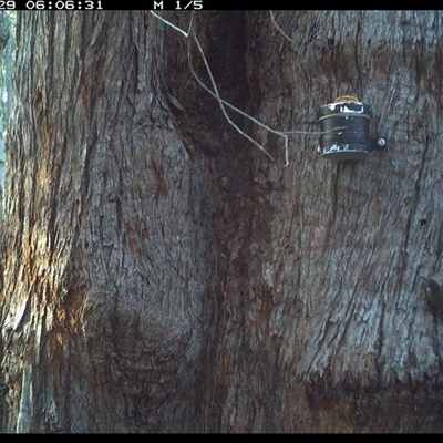 Cormobates leucophaea (White-throated Treecreeper) at Kungala, NSW - 29 Oct 2024 by donnanchris