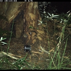 Antechinus sp. (genus) (Unidentified Antechinus) at Pillar Valley, NSW - 2 Nov 2024 by JoelStibbardBCT