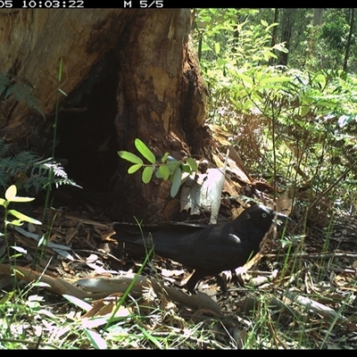 Corvus orru (Torresian Crow) at Pillar Valley, NSW - 5 Nov 2024 by JoelStibbardBCT