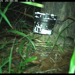 Unverified Mammal at The Whiteman, NSW - 15 Jan 2025 by geoffcrispin