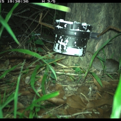 Unverified Mammal at The Whiteman, NSW - 15 Jan 2025 by geoffcrispin