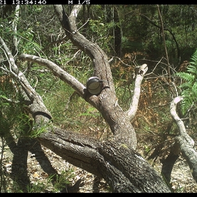 Anthochaera chrysoptera (Little Wattlebird) at Pillar Valley, NSW - 21 Dec 2024 by Jago4444
