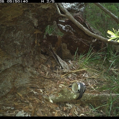 Malurus lamberti (Variegated Fairywren) at Pillar Valley, NSW - 26 Jan 2025 by Jago4444