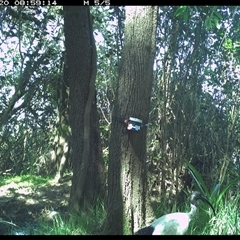 Threskiornis molucca (Australian White Ibis) at Ashby, NSW - 20 Dec 2024 by Sunyatahotsauces