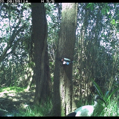 Threskiornis molucca (Australian White Ibis) at Ashby, NSW - 20 Dec 2024 by Sunyatahotsauces