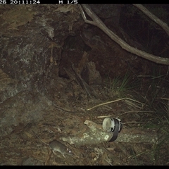 Rattus fuscipes (Bush Rat) at Pillar Valley, NSW - 26 Jan 2025 by Jago4444
