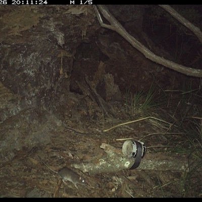 Rattus fuscipes (Bush Rat) at Pillar Valley, NSW - 26 Jan 2025 by Jago4444