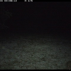 Aepyprymnus rufescens (Rufous Bettong) at Shannondale, NSW - 4 Oct 2024 by PEdwards