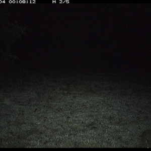 Aepyprymnus rufescens (Rufous Bettong) at Shannondale, NSW - 4 Oct 2024 by PEdwards