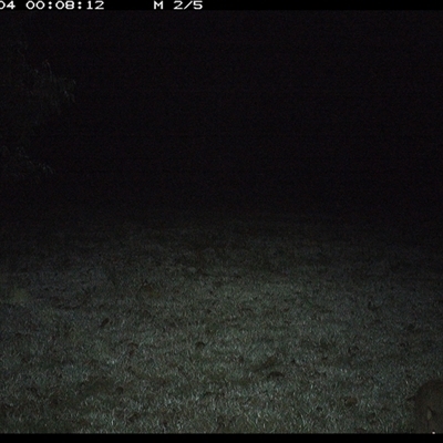 Aepyprymnus rufescens (Rufous Bettong) at Shannondale, NSW - 4 Oct 2024 by PEdwards