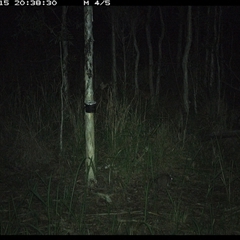 Peramelidae (family) (Unidentified Bandicoot) at Blaxlands Creek, NSW - 15 Nov 2024 by VickiC