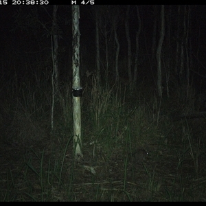 Peramelidae (family) (Unidentified Bandicoot) at Blaxlands Creek, NSW - 15 Nov 2024 by VickiC