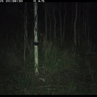 Peramelidae (family) (Unidentified Bandicoot) at Blaxlands Creek, NSW - 15 Nov 2024 by VickiC