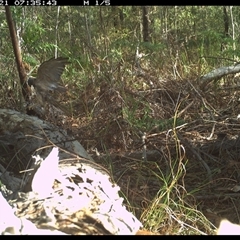 Tachyspiza fasciata (Brown Goshawk) at Shannondale, NSW - 21 Jan 2025 by PEdwards