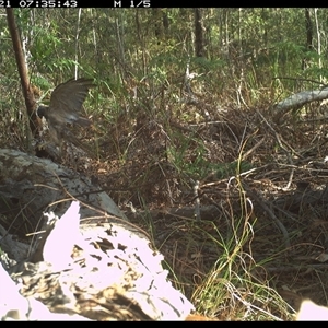 Tachyspiza fasciata (Brown Goshawk) at Shannondale, NSW - 21 Jan 2025 by PEdwards