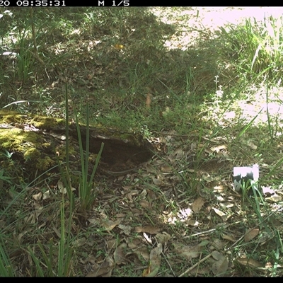 Unverified Reptile or Frog at  - suppressed by MazzV