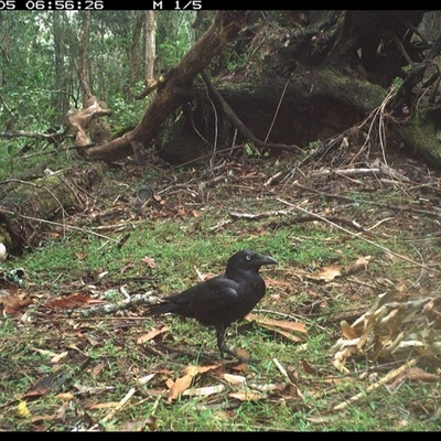 Corvus orru (Torresian Crow) at Tullymorgan, NSW - 5 Nov 2024 by Tullymorgan1