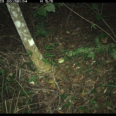 Rattus rattus at Copmanhurst, NSW - 23 Nov 2024 by MazzV
