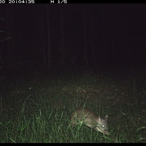 Perameles nasuta (Long-nosed Bandicoot) at Tullymorgan, NSW - 20 Dec 2024 by Tullymorgan1