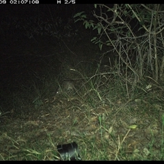 Perameles nasuta (Long-nosed Bandicoot) at Copmanhurst, NSW - 9 Nov 2024 by MazzV
