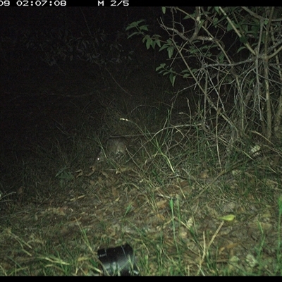 Perameles nasuta (Long-nosed Bandicoot) at Copmanhurst, NSW - 9 Nov 2024 by MazzV