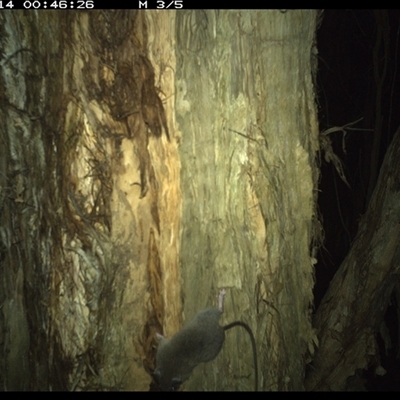 Unverified Mammal at Shark Creek, NSW - 14 Nov 2024 by Topwood