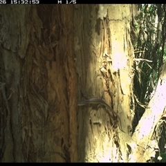 Unverified Reptile or Frog at Shark Creek, NSW - 26 Nov 2024 by Topwood