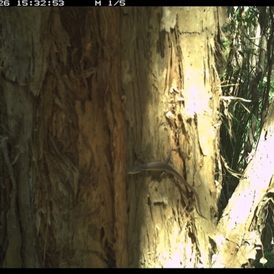 Unverified Reptile or Frog at Shark Creek, NSW - 26 Nov 2024 by Topwood