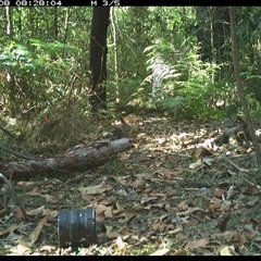Malurus lamberti at Jacky Bulbin Flat, NSW - 8 Oct 2024 08:28 AM