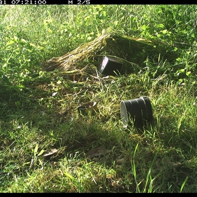 Pomatostomus temporalis temporalis (Grey-crowned Babbler) at Shark Creek, NSW - 31 Oct 2024 by Topwood