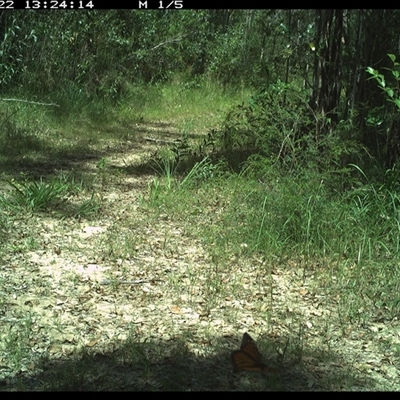 Danaus plexippus (Monarch) at Gibberagee, NSW - 22 Dec 2024 by Bungybird