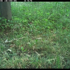 Pomatostomus temporalis temporalis (Grey-crowned Babbler) at Shark Creek, NSW - 8 Nov 2024 by Topwood