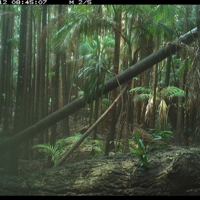 Zoothera lunulata (Bassian Thrush) at Bagotville, NSW - 12 Jan 2025 by Bagotville