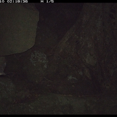 Unverified Mammal at Pillar Valley, NSW - 10 Nov 2024 by Jago4444