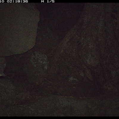 Unverified Mammal at Pillar Valley, NSW - 10 Nov 2024 by Jago4444