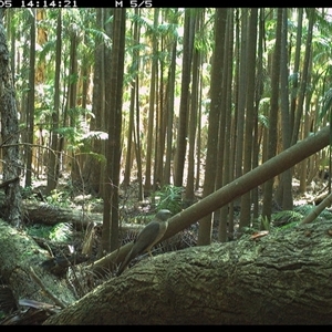 Tachyspiza fasciata (Brown Goshawk) at Bagotville, NSW - 5 Oct 2024 by Bagotville