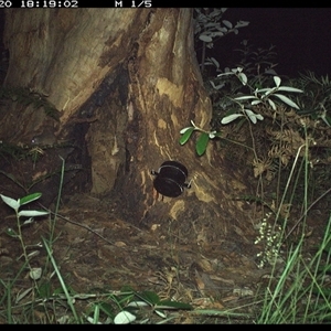 Antechinus sp. (genus) (Unidentified Antechinus) at Pillar Valley, NSW - 20 Oct 2024 by JoelStibbardBCT