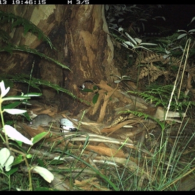 Rattus rattus at Pillar Valley, NSW - 13 Dec 2024 by JoelStibbardBCT